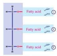 تركيب الليبيدات