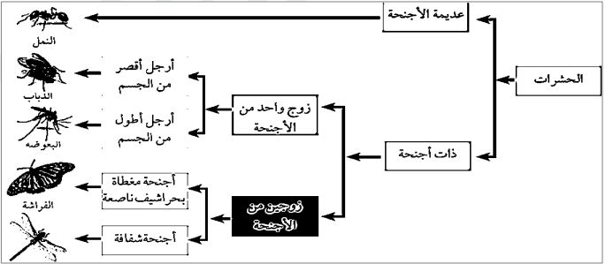 ذات اجنحة وبلا اجنحة