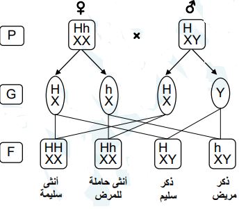تزاوج رجل غير مصاب بالهيموفيليا XHY مع امرأة حاملة للمرض xHXh