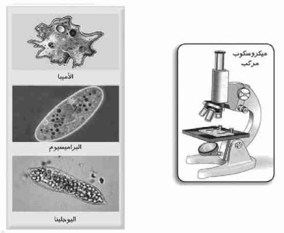 ميكرو سكوب