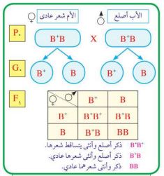  تزاوج رجل أصلع هجين B+B من امرأة لا تعاني من تساط الشعر هجينة B+B