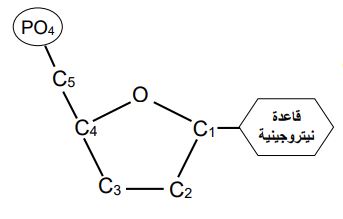 تركيب النيوكليوتيدة