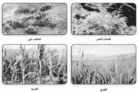 تصنيف النباتات