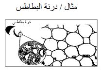 البطاطا