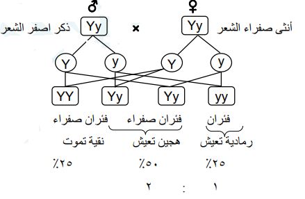 توارث صفة لون الشعر الاصفر في الفئران