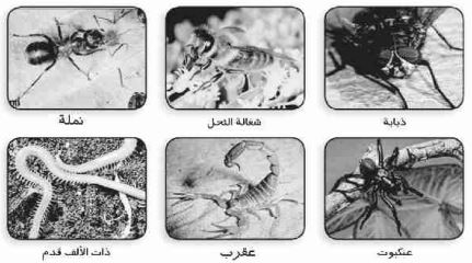 تصنيف الحيوانات