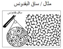 البقدونس