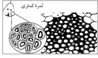 الكمثرى