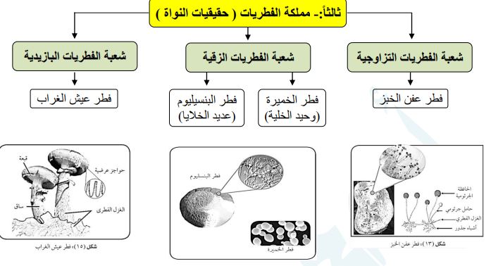 مملكة الفطريات
