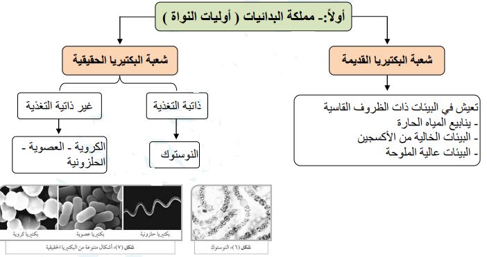 البدائيات